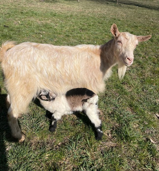 Vindem capre cu iezi