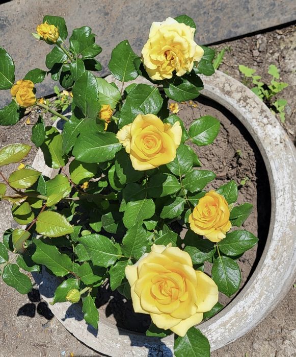 Продаётся дача 6 соток