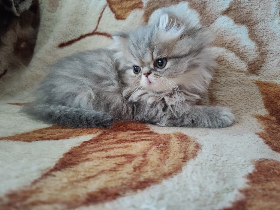 Продам персидского котёнка (девочка)