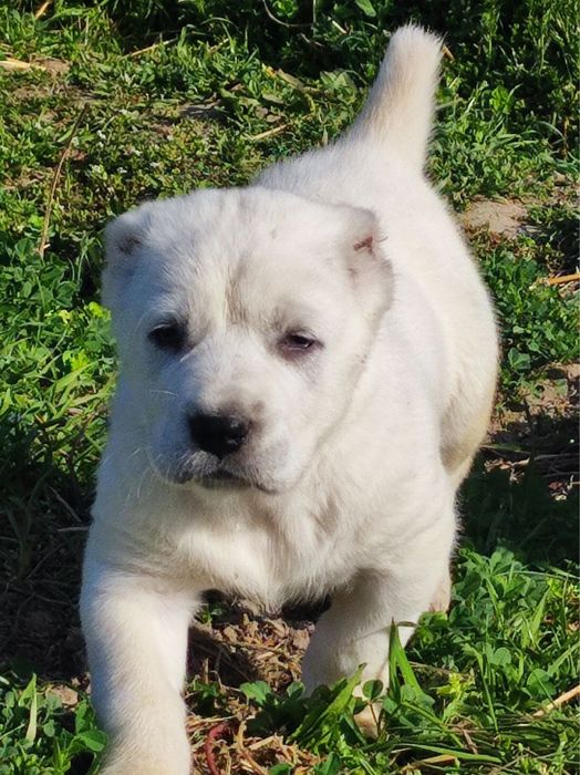 Сотилади Алабай тоза зотли