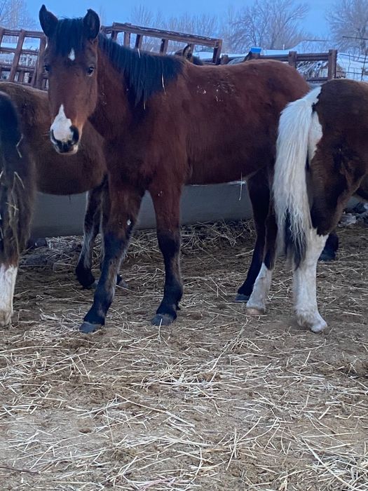 Семіз Тай сатылады