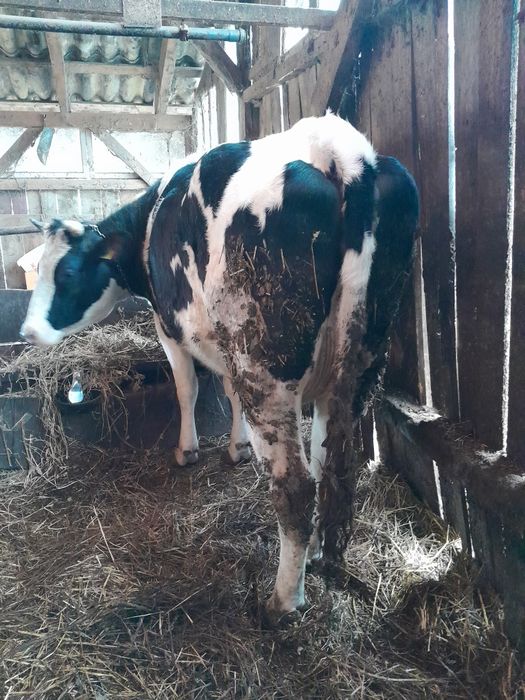 Schimb Vacă de abator