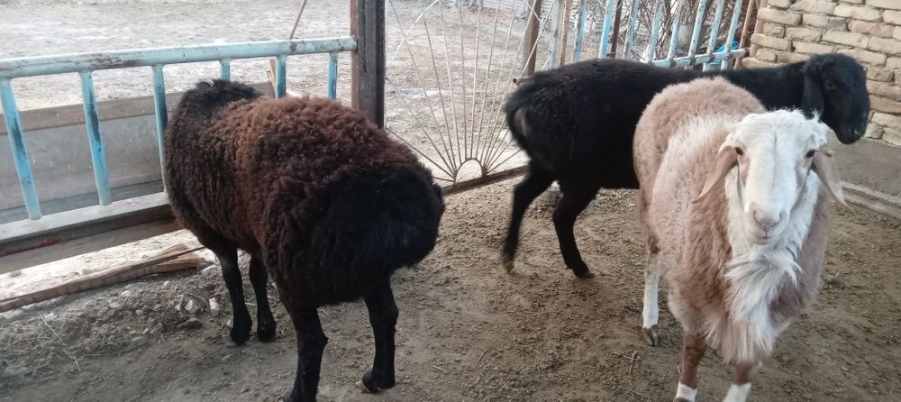 Кучкор барралар сотилади