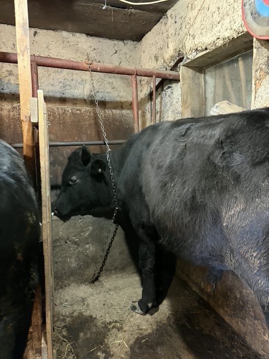 Продам бычка 2 годовалого