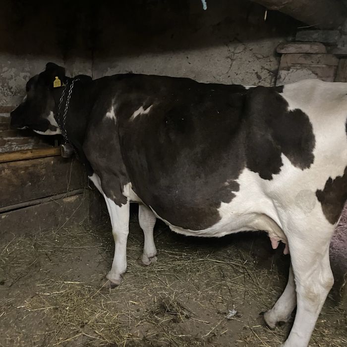 Vaca holstein cu vitea