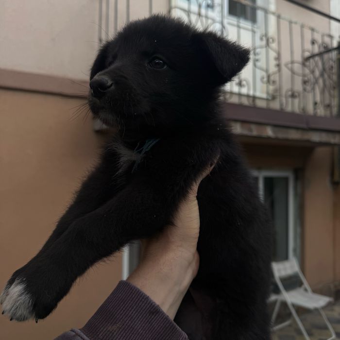 Щенки овчарка, месяц от роду