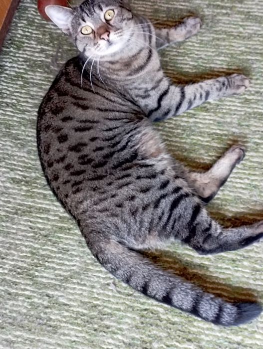 Тигра 1 годишна красавица.