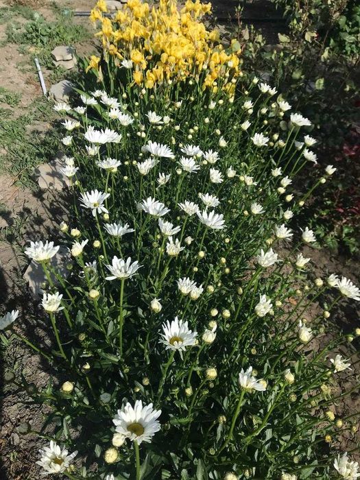 Продается дача (11 соток)