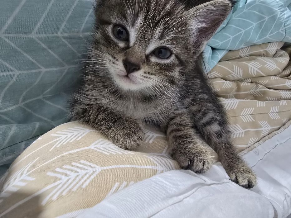 Отдам котёнка в добрые руки