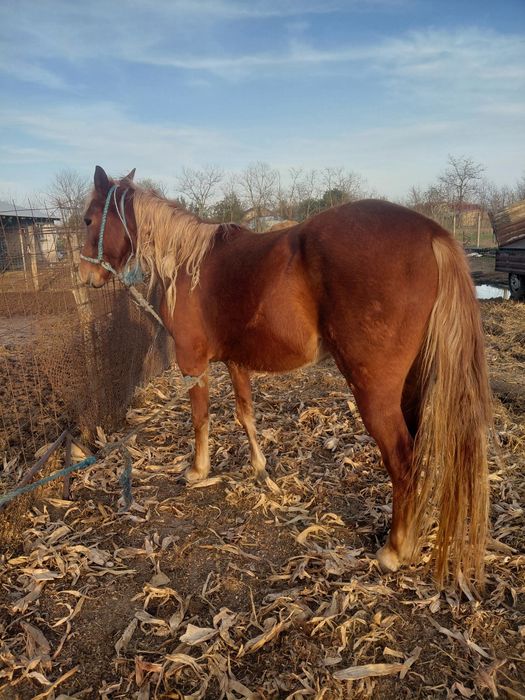 Vand noatina , vârstă 2 ani jumate pusa doar o data la ham