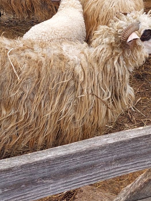 Oi cu miei de vânzare