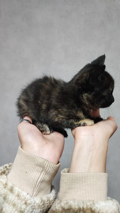 Котёнок ищет семью