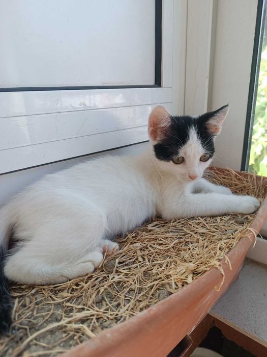 Подарявам женско коте