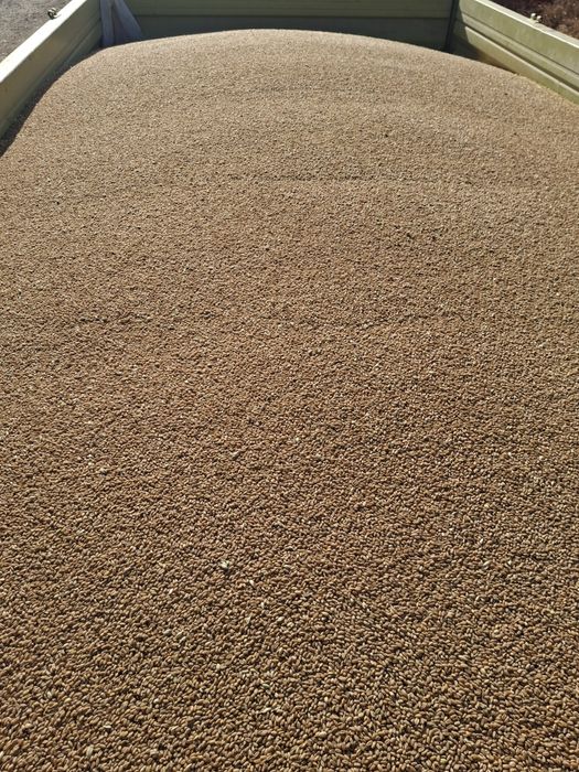 Grâu triticale nou productie 2025