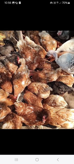 Vand gaini rosii outoare