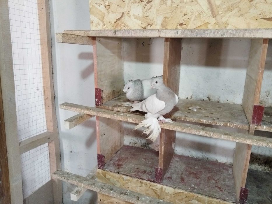 Продам голубей...