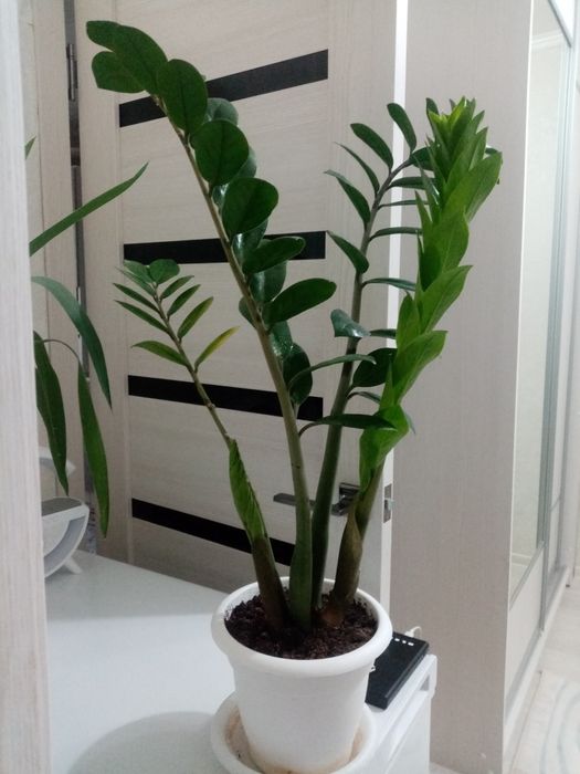 Долларовое дерево замиокулькас