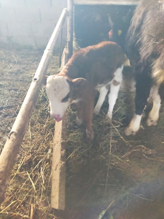 Бұзаулы сиыр 2 құнажын