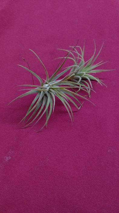 Тилландсия зелёная