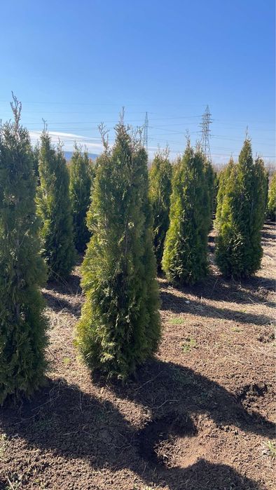 Футиния,туя и закуми. Японски клен,магнолии в три цвята.