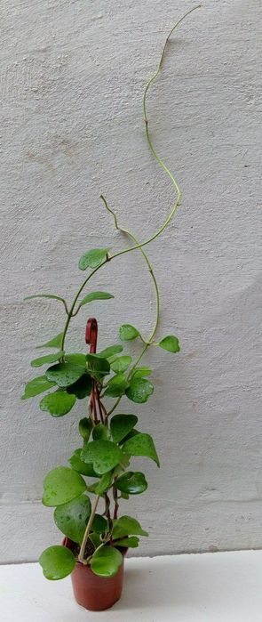 Хойя Керри («зеленое сердце» или «валентинка»). Экзотические цветы