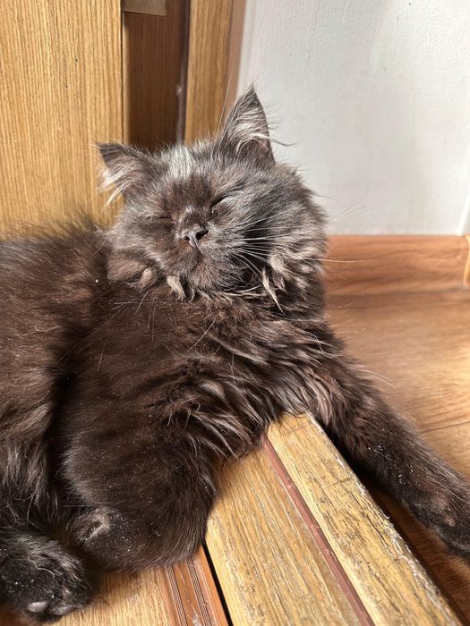 Шотланский котенок