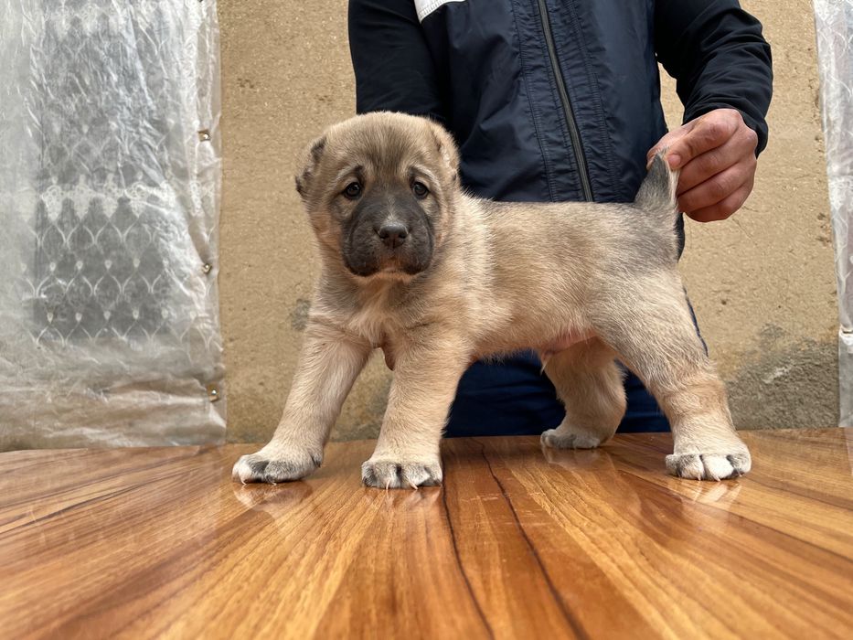 Щеное Турецкого кангала ( Чистокровный )