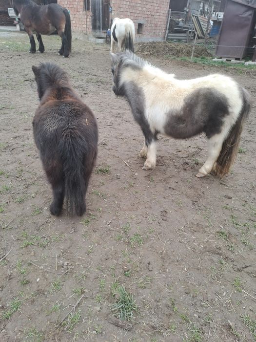 Ponei,poneite de vanzare