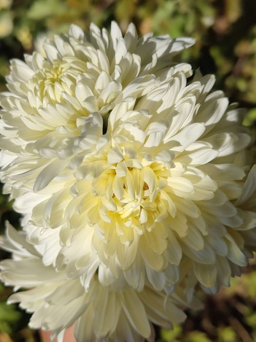 Местные  саженцы