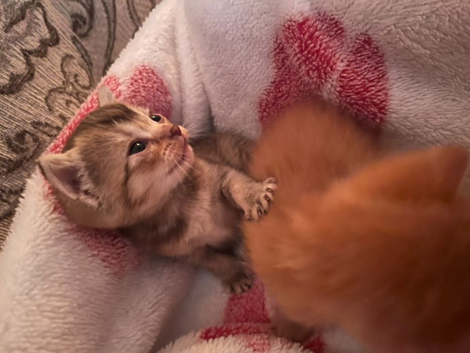 Отдам котенка в добрые руки