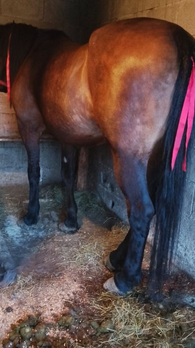 Vând iapă de 6 ani foarte cuminte