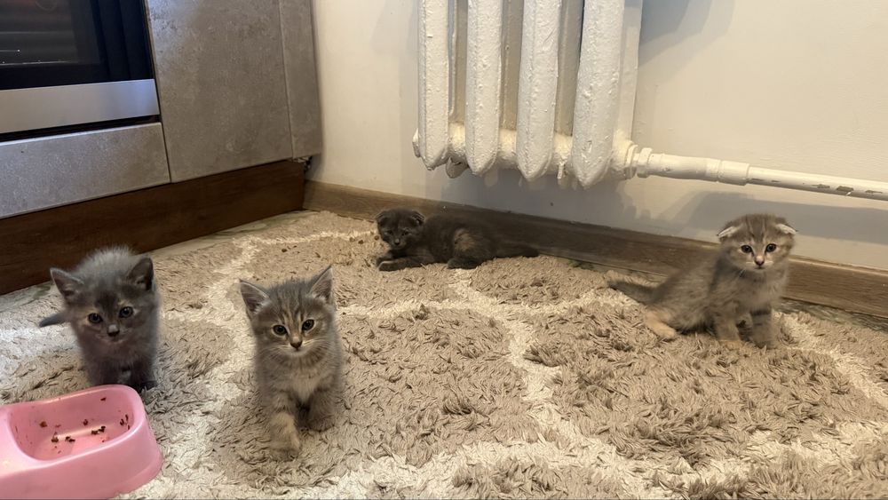 Котята отдам даром