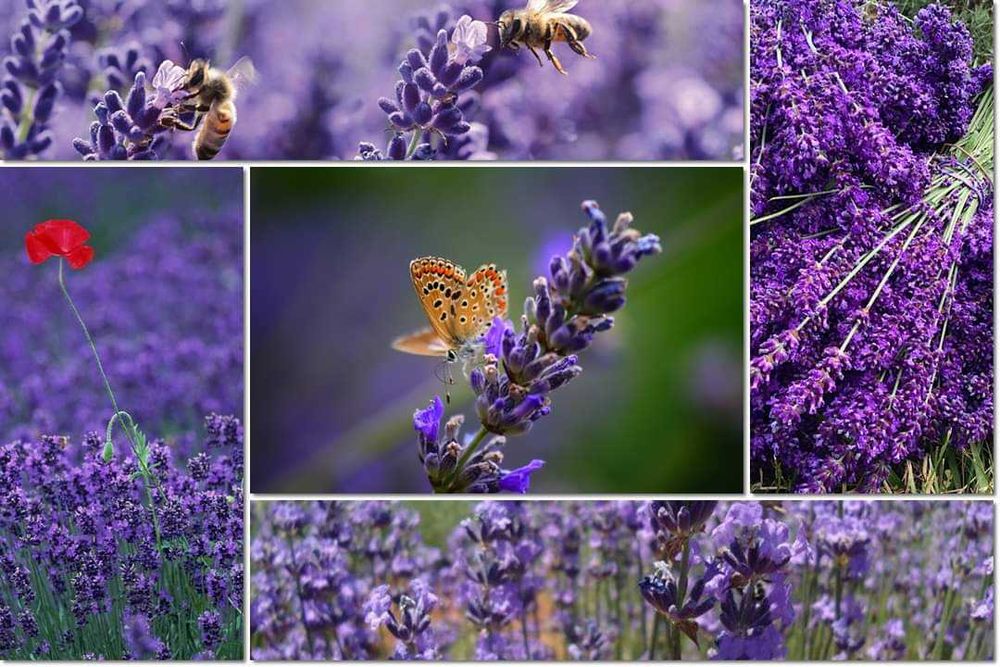 Ulei Esențial de Lavandă – 100% Pur, En-gross