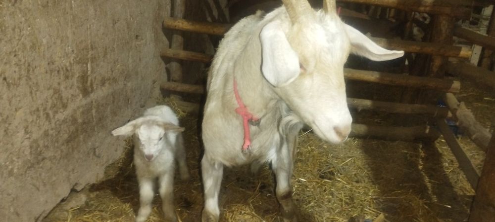 Эчки зоддор Алпин занен мурсиана расиески