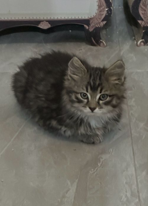 Котята ищут своих хозяев