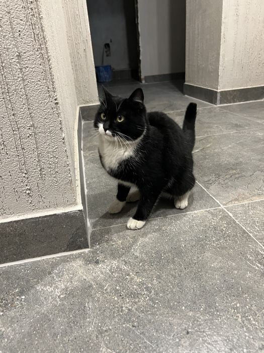 Отдам кота в добрые руки