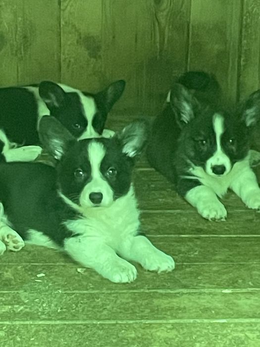 Вельш корги щенки