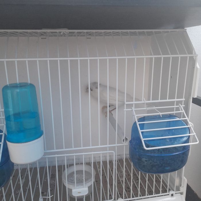 Vând Timbrado spaniol