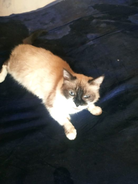 Кошки в добрые руки