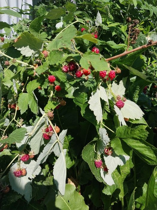 Продам саженцы малины, клубники