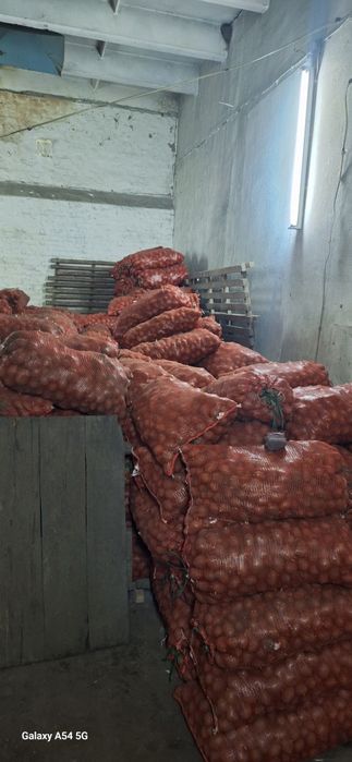 Продм картофель семеной.