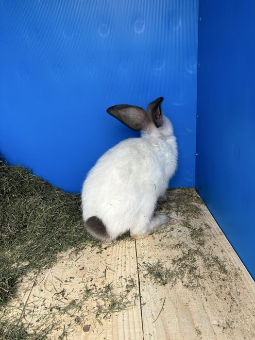 Vind iepuri urias  german de transilvsnia