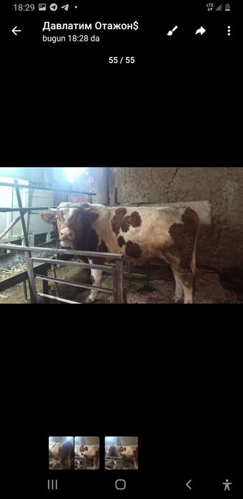 Buqa sotiladi ozimmi sigirimmi bolasi