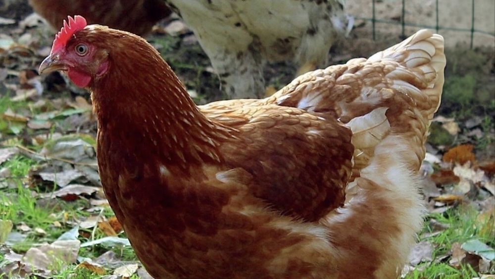Продам Куры несушки