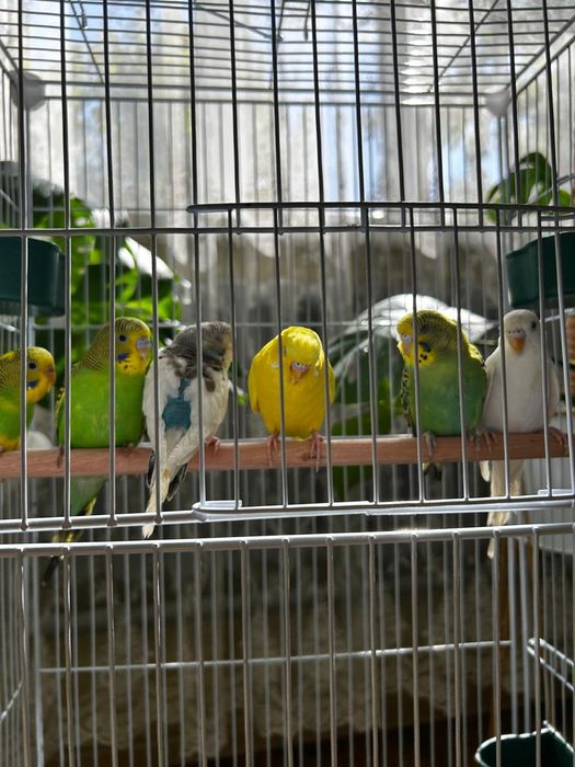 Волнистый попугай