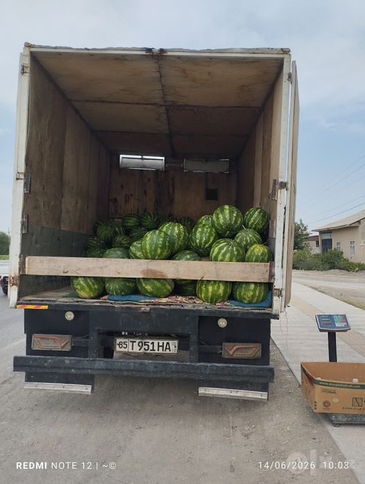 Gazel xizmati Navoiy viloyati navbahor tumanida turibdi