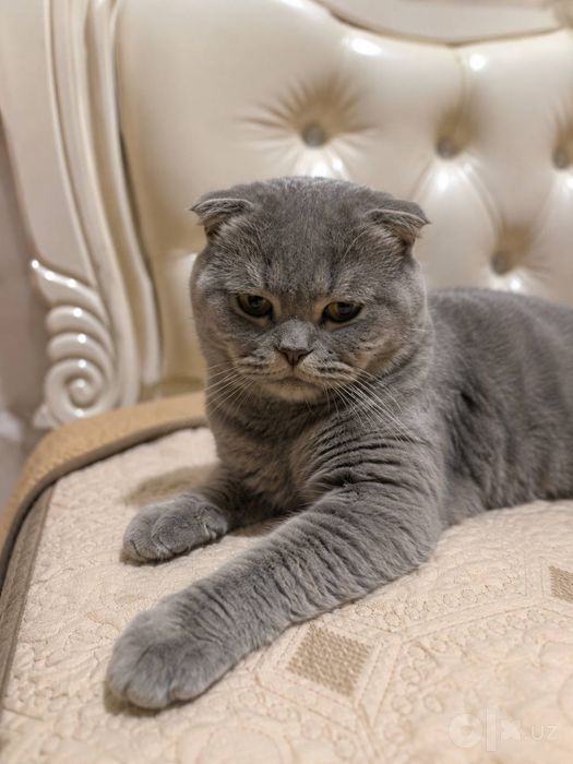 Продается Scottish Fold Скоттиш-фолд