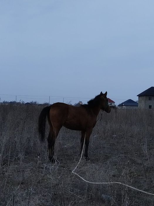 Домашний скоты, лощадь