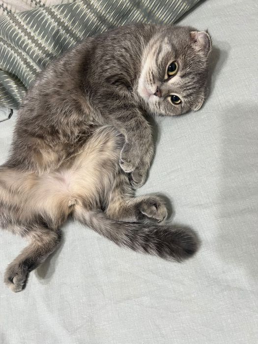 Отдам даром кошку