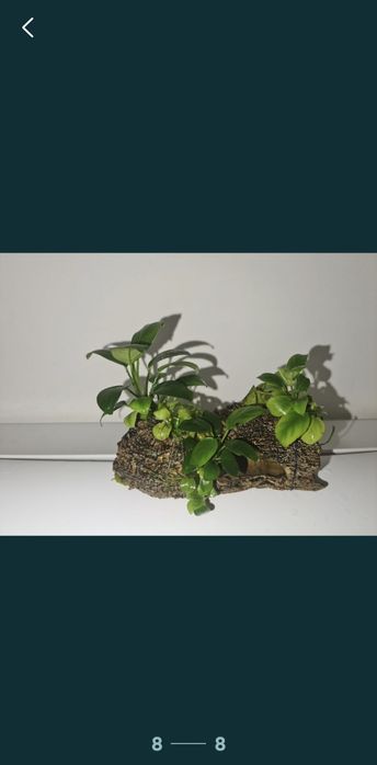 acvariu 26 l, creveți red sacura, buturuga,casuta de cocos cu plante